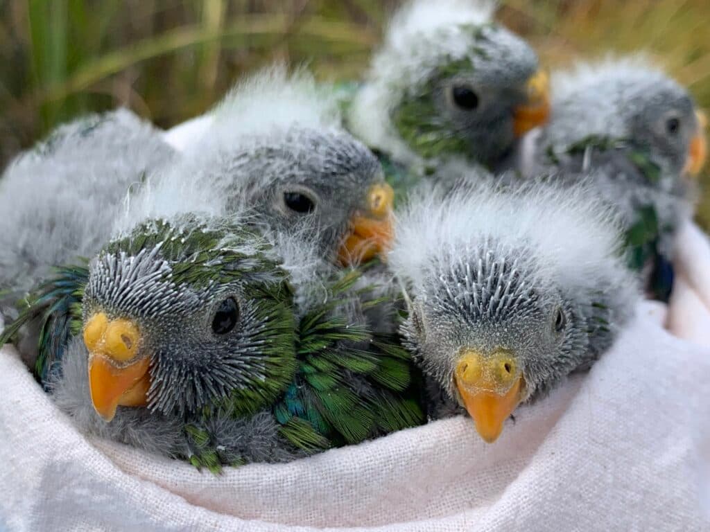 African Grey Parrots for Sale – Quality &amp; Care by Amazing Birds Farm