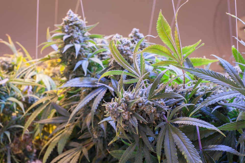 Weed Clubs Madrid | Premium Club Info by Clubs Cannabis Madrid