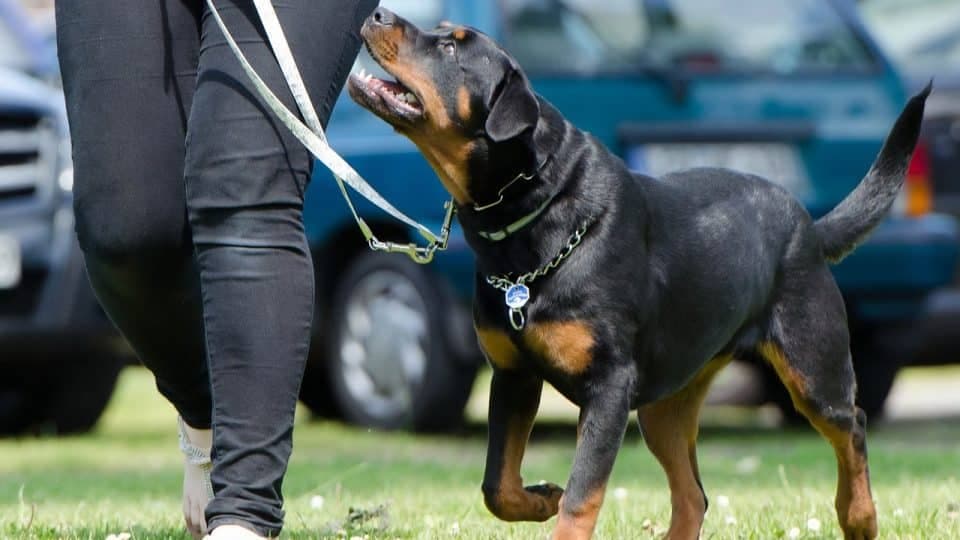 Scent for Dog Training: Boost Your Pup’s Skills