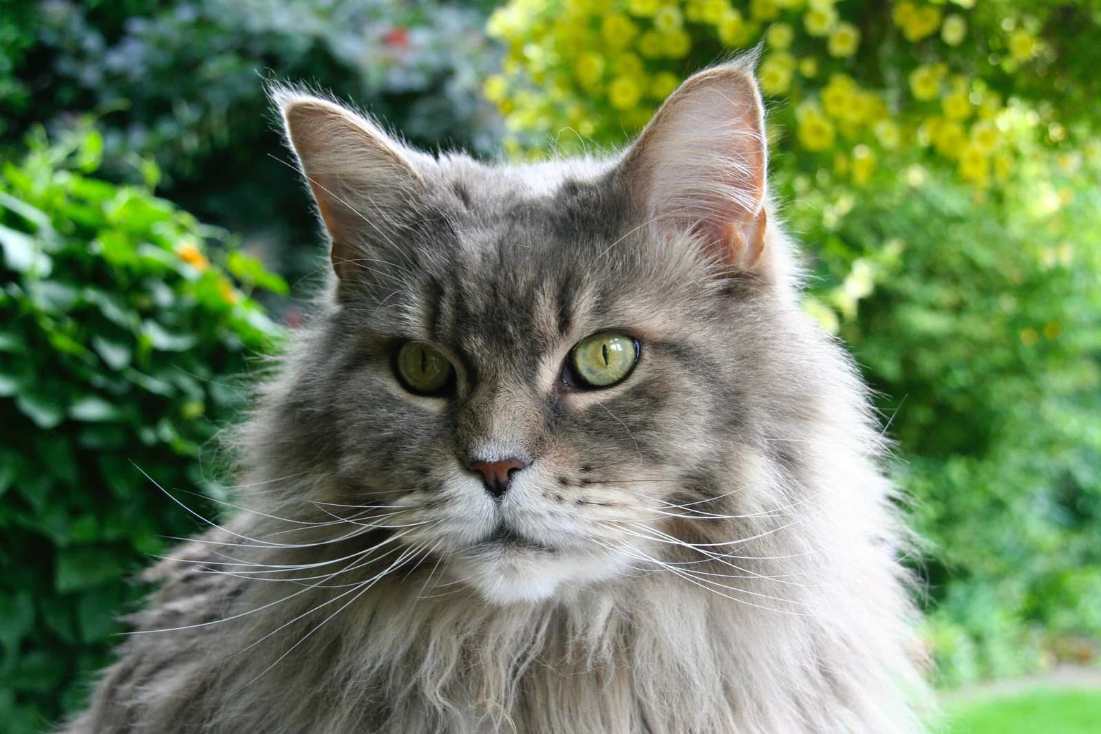 Buy a Maine Coon Kitten in California – Gentle Giants Await | Amore Cattery
