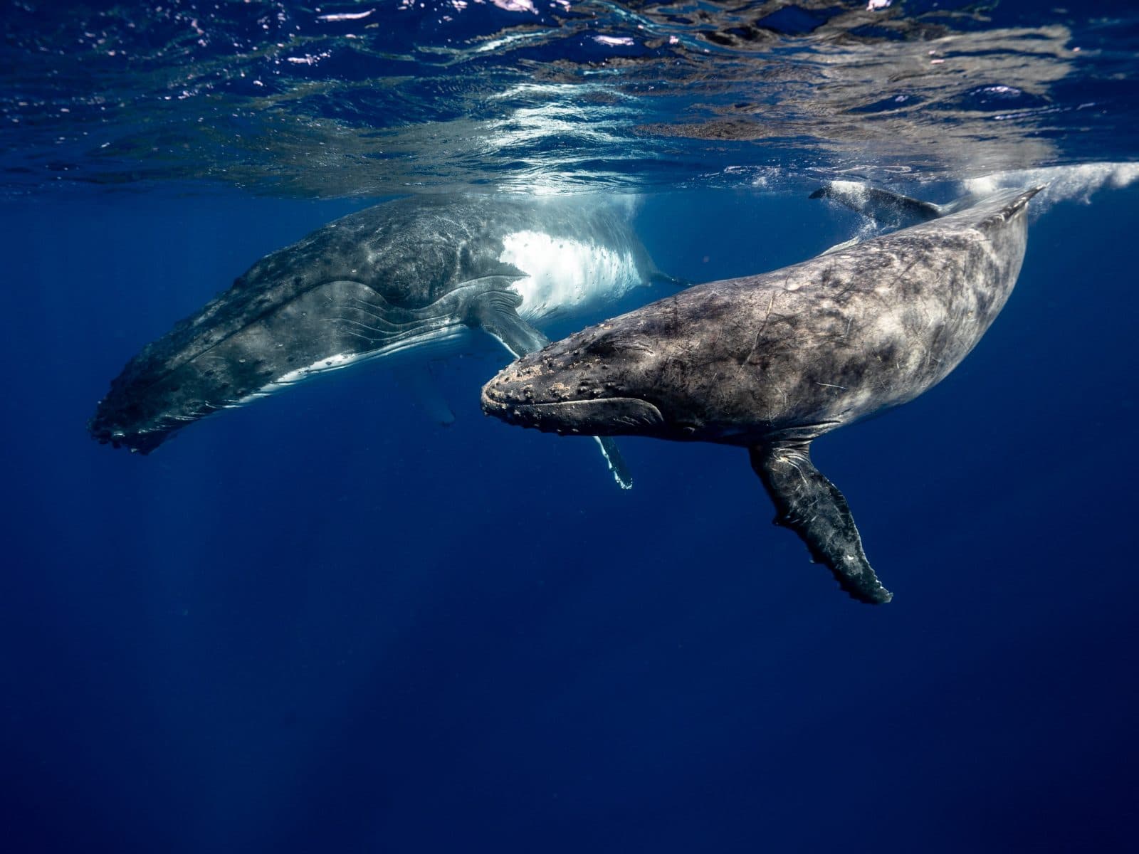 Conservation Through Law: A-LAW and marianthi baklava Unite for Change