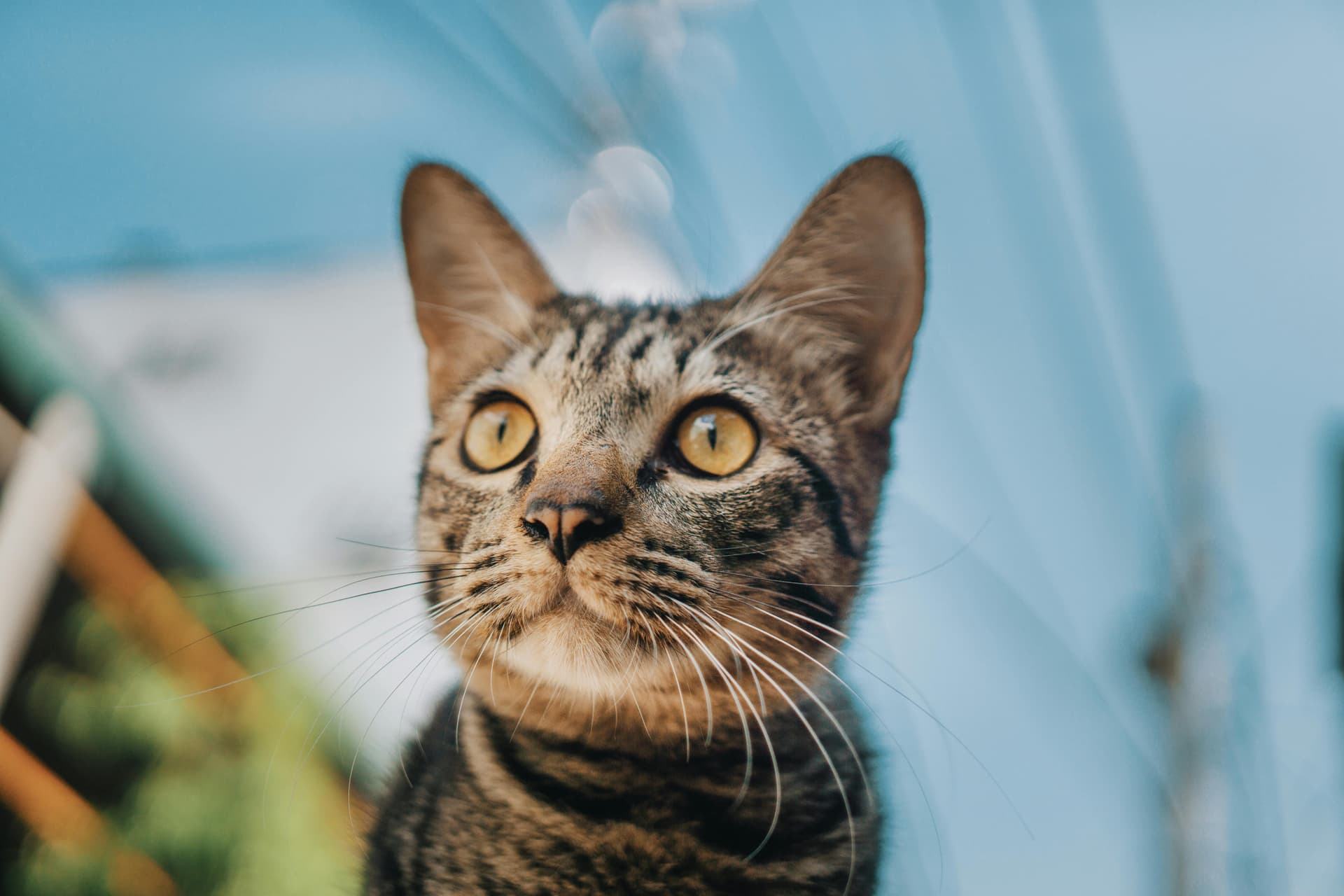 Maine Coon Cats for Sale Near Me – Trusted Source for Quality Cats