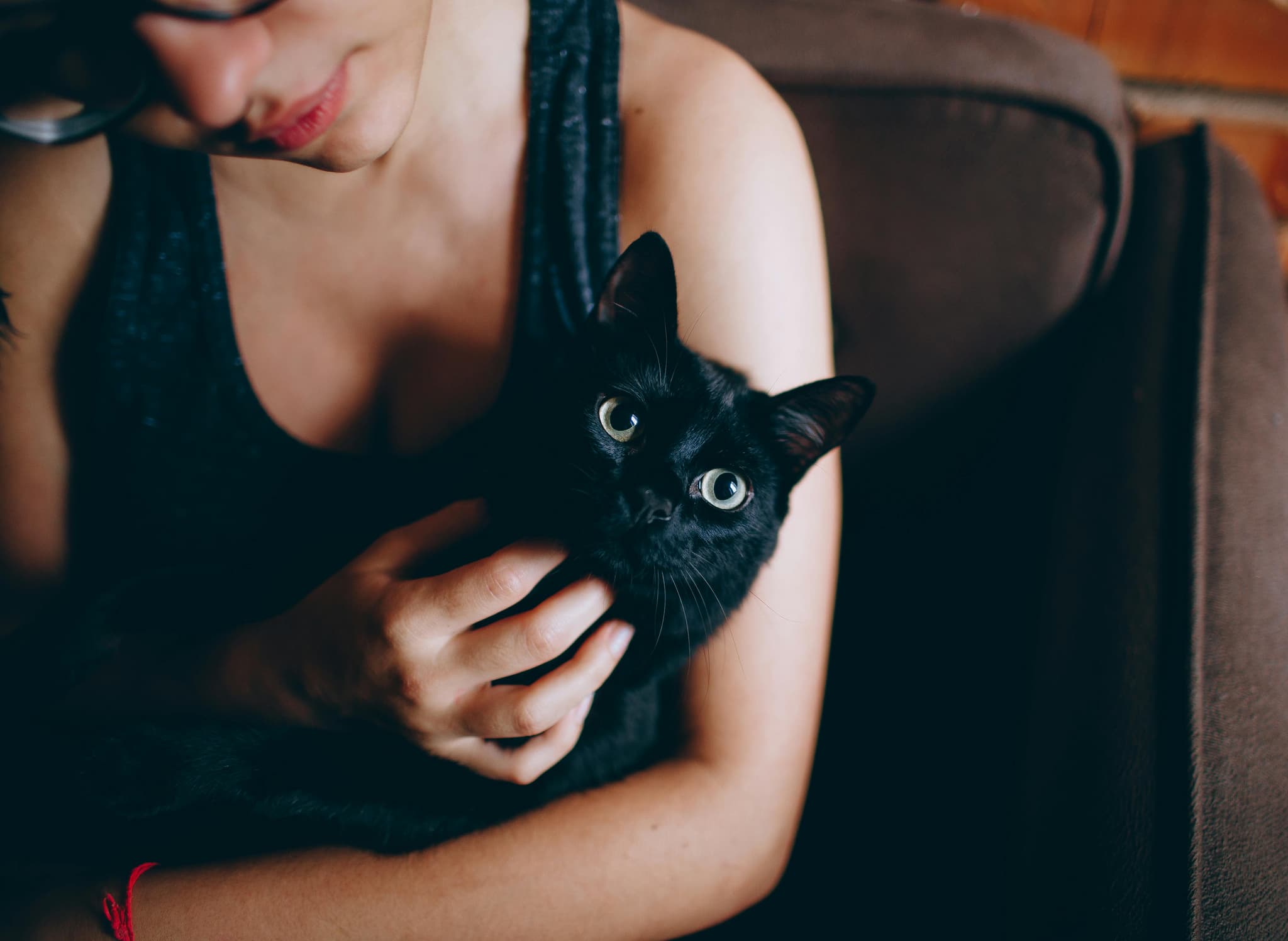 Where to Find Healthy Maine Coon Cats for Sale Near Me