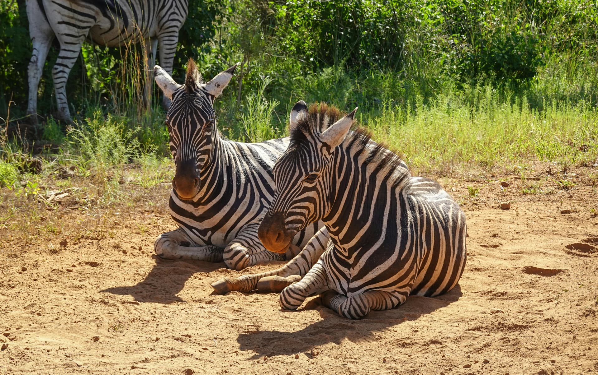 Kenya Tanzania Safari Packages for an Unforgettable Journey