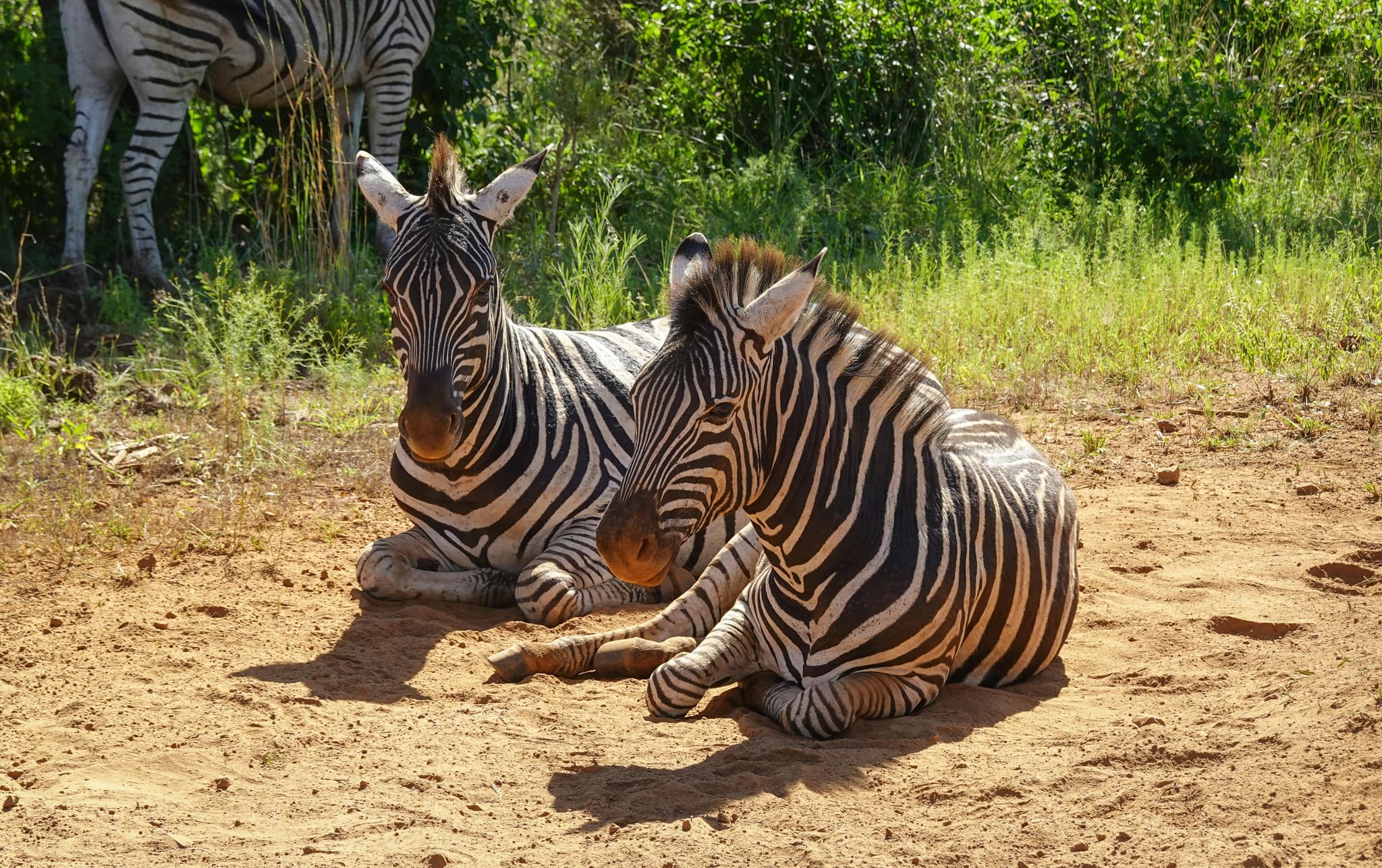 Kenya Tanzania Safari Packages for an Unforgettable Journey