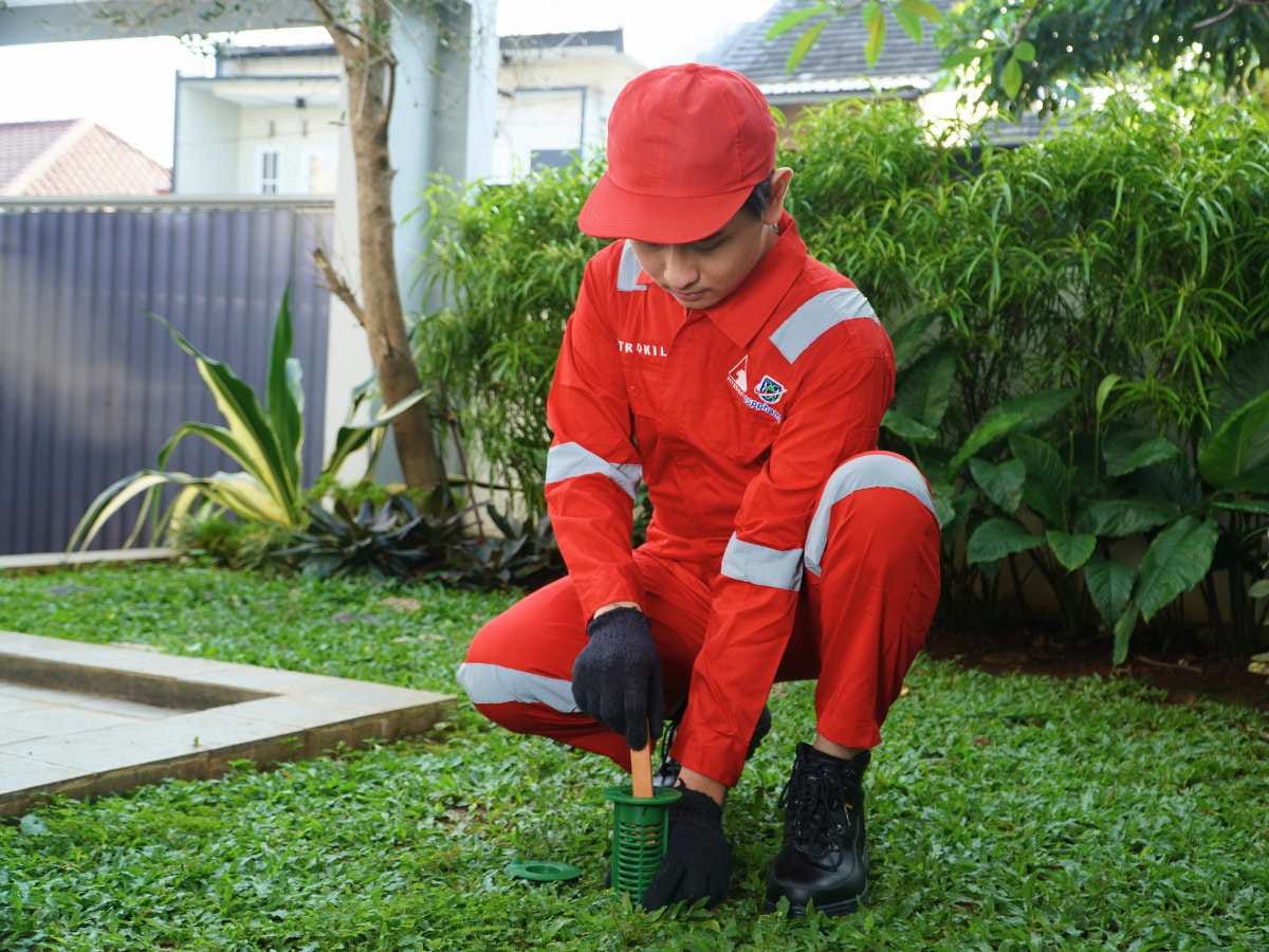 Jasa Anti Rayap Terjamin untuk Keamanan Struktur Bangunan