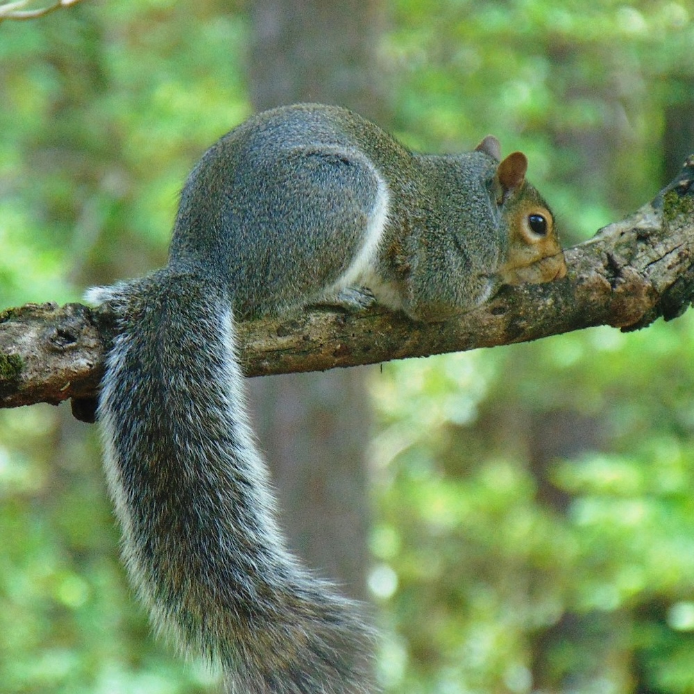 Toronto’s Top Squirrel Removal Toronto Specialists