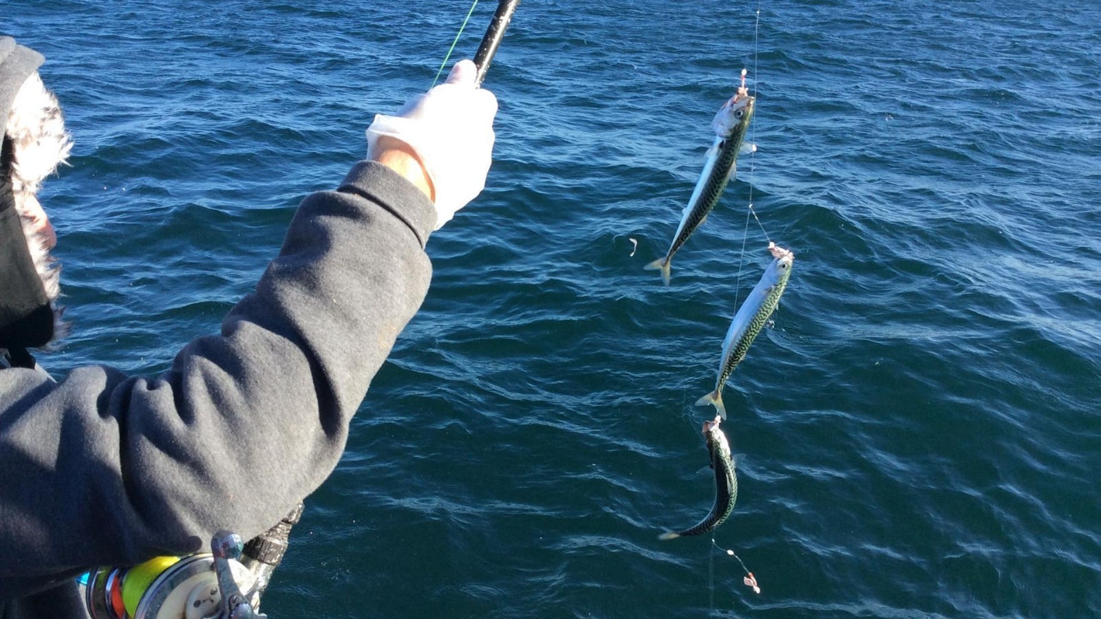 Book Reliable Sea Fishing Trips Northern Ireland Today