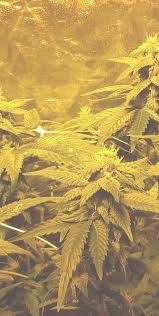 Cannabis Club Hamburg | Blütenbande e.V.