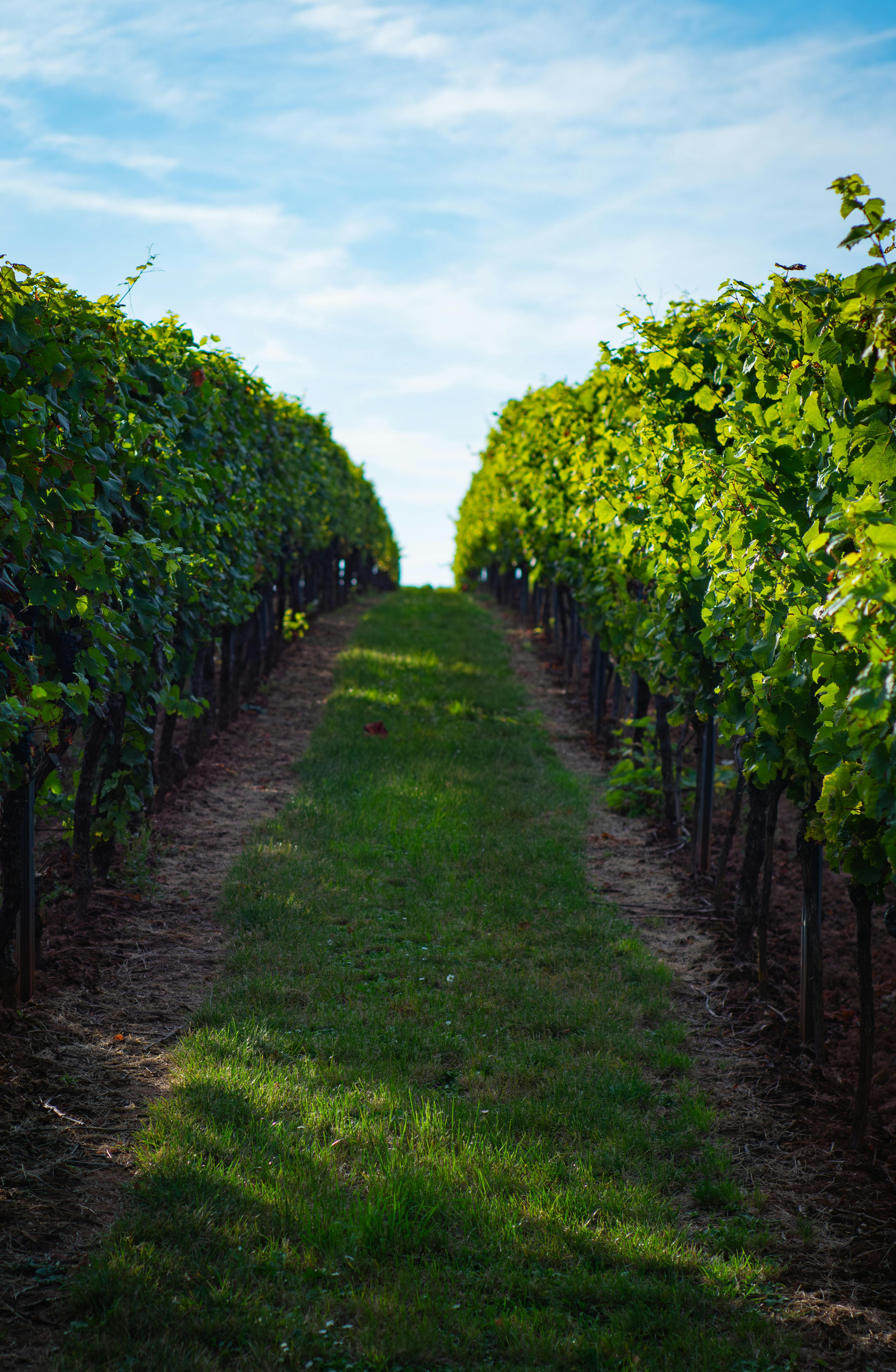 Planning Your Visit to the Best Clarksburg Wineries