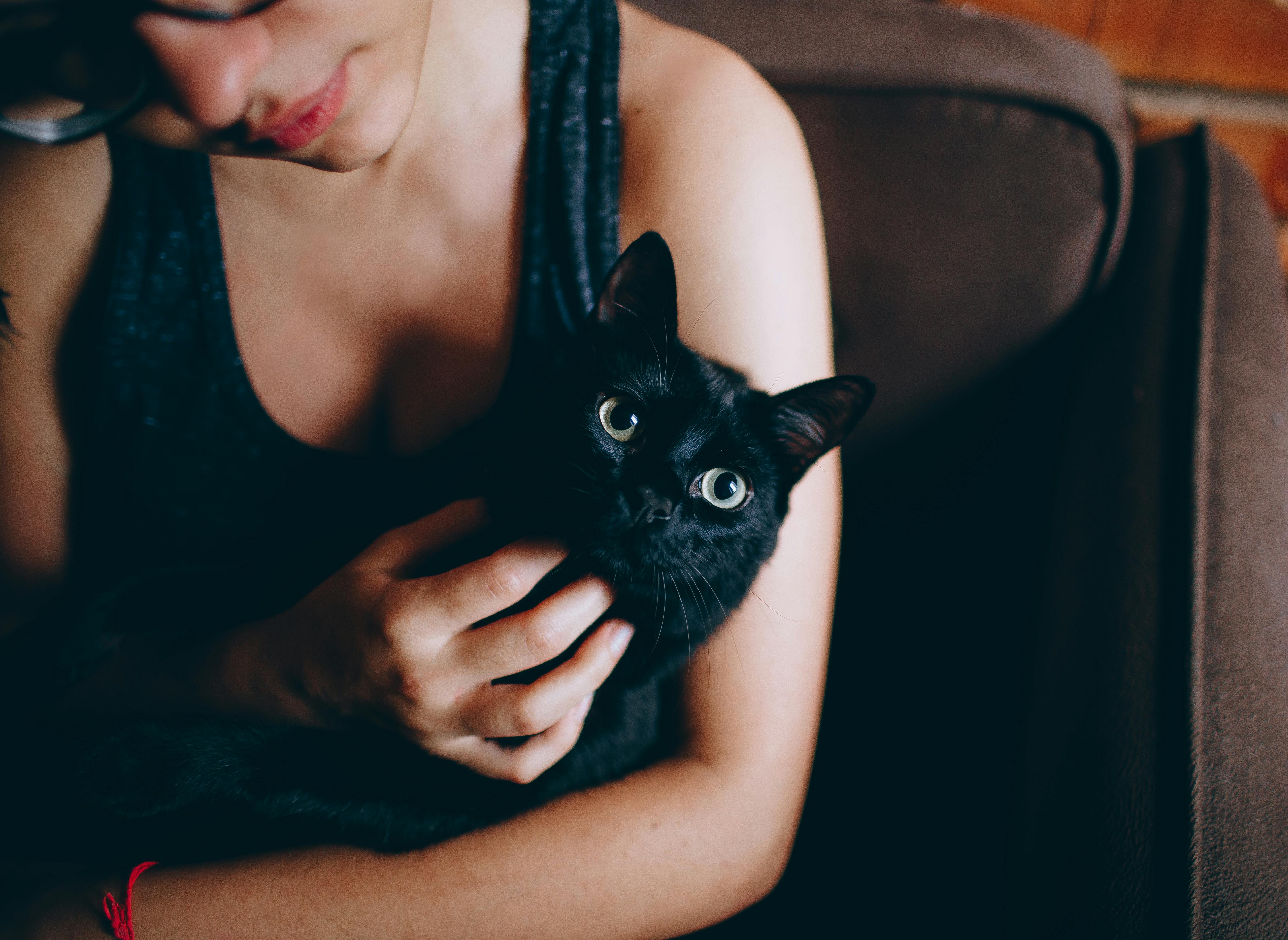 Where to Find Healthy Maine Coon Cats for Sale Near Me