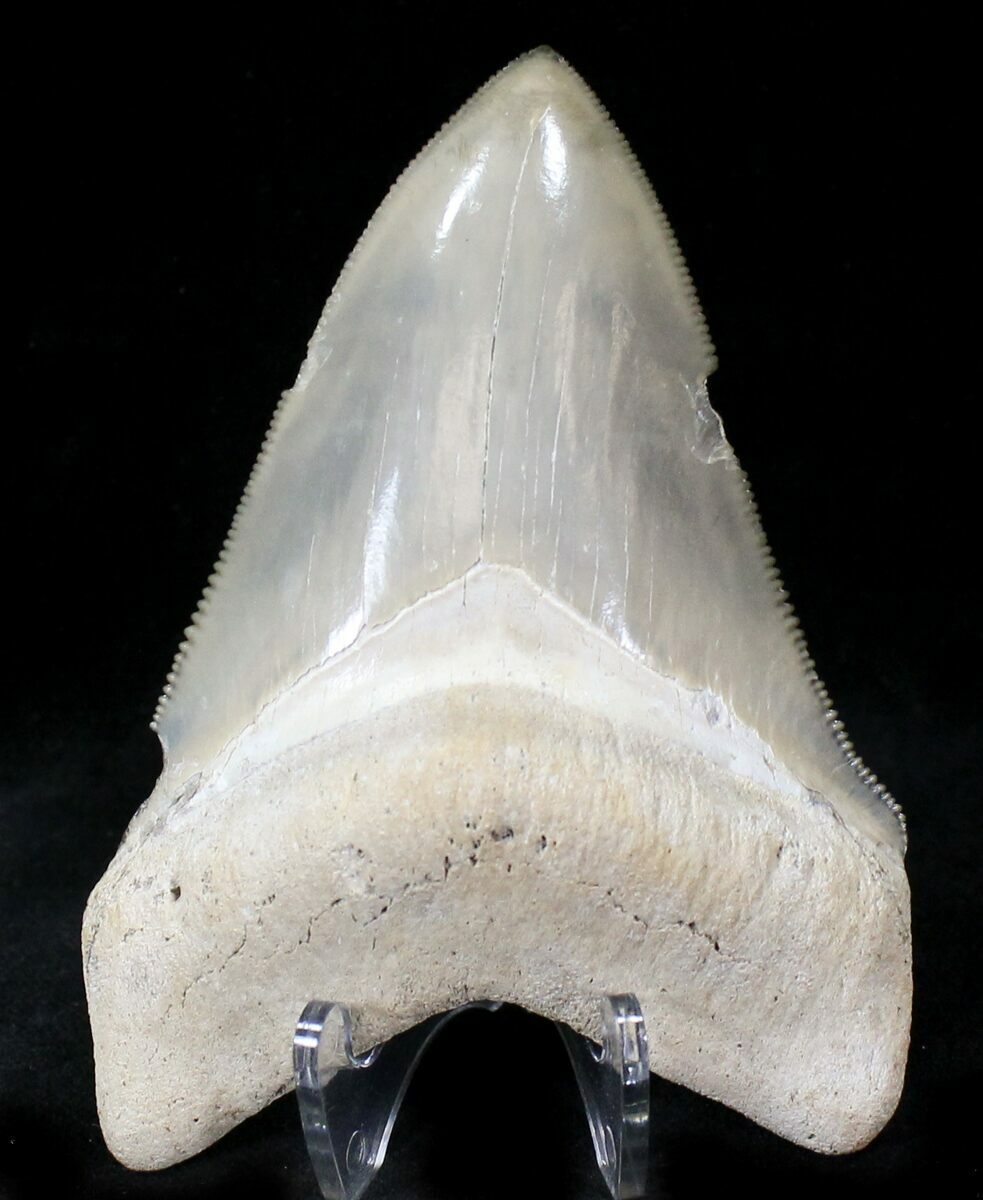 Collecting Fossil Driven Fossil Shark Teeth Made Easy