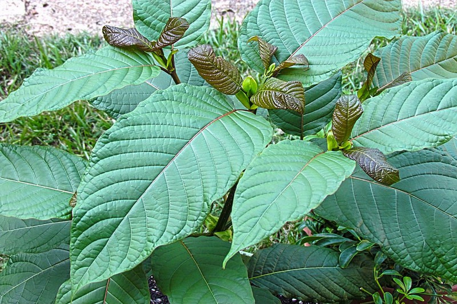 Kratom Thailand for Health and Wellness: A Complete Guide